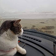 Mika is registered to the contest to win money with this photo: cat, dashboard, vehicle, fog, beach, seaweed, driftwood, window, pet, animal, indoor, outdoor, mist, sand, curious, feline, gray, white, closeup, sideview