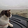 cat, dashboard, vehicle, fog, beach, seaweed, driftwood, window, pet, animal, indoor, outdoor, mist, sand, curious, feline, gray, white, closeup, sideview