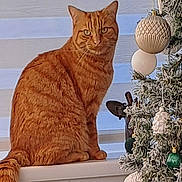Tiger joined the competition — help win amazing prizes! cat, orange_tabby, christmas_tree, ornaments, indoor, holiday, decorations, feline, pet, window_blinds, white_ledge, green_ornaments, white_ornaments, festive, seasonal, fluffy_tail, striped_fur, sitting, looking, cozy