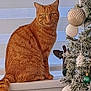 cat, orange_tabby, christmas_tree, ornaments, indoor, holiday, decorations, feline, pet, window_blinds, white_ledge, green_ornaments, white_ornaments, festive, seasonal, fluffy_tail, striped_fur, sitting, looking, cozy
