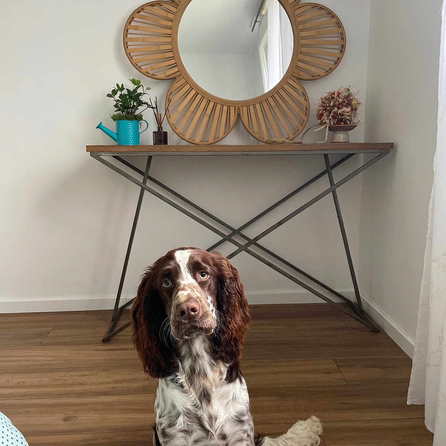 Uppy a rejoint le concours — aidez-le/la à gagner de superbes lots ! animal, canine, cockerspaniel, desk, dog, furniture, hardwood, indoors, interiordesign, mirror, person, pet, photography, plant, pointer, puppy, sitting, stainedwood, table, wood