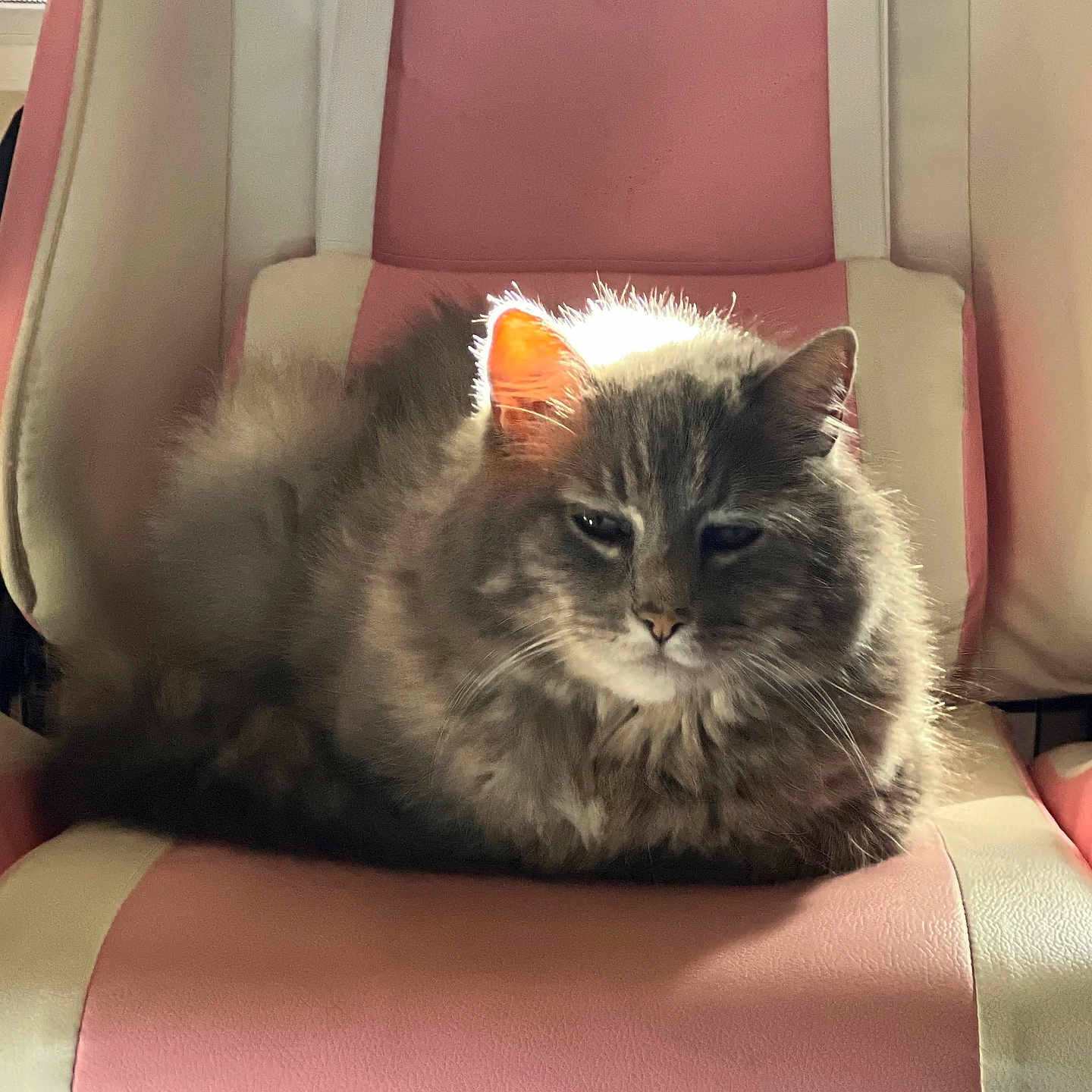 Mikarito is registered to the contest to win money with this photo: angora, animal, armchair, cat, chair, chaise, couch, cushion, furniture, homedecor, kitten, manx, pet, tape