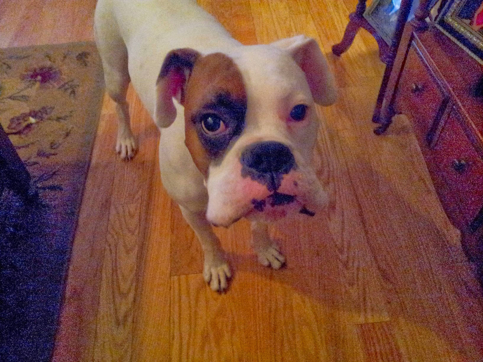 Skynyrd joined the competition — help win amazing prizes! bored, cabinetry, carnivore, companion_dog, cupboard, dog, dog_breed, drawer, dresser, fawn, floor, flooring, hardwood, laminate_flooring, snout, varnish, wood, wood_flooring, wood_stain, working_animal