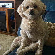 Jaxon is registered to the contest to win money with this photo: dog, pet, fluffy, cream_colored, sitting, couch, blue_couch, indoor, carpet, entertainment_center, television, furniture, living_room, curly_fur, face, ears, eyes, nose, paw, relaxed