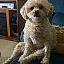 dog, pet, fluffy, cream_colored, sitting, couch, blue_couch, indoor, carpet, entertainment_center, television, furniture, living_room, curly_fur, face, ears, eyes, nose, paw, relaxed