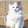 cat, fluffy, white_cat, yellow_eyes, sitting, outdoor, brick_wall, pet, fur, animal, cute, portrait, sunlight, feline, whiskers, tail, paws, domestic_animal, alert, furry