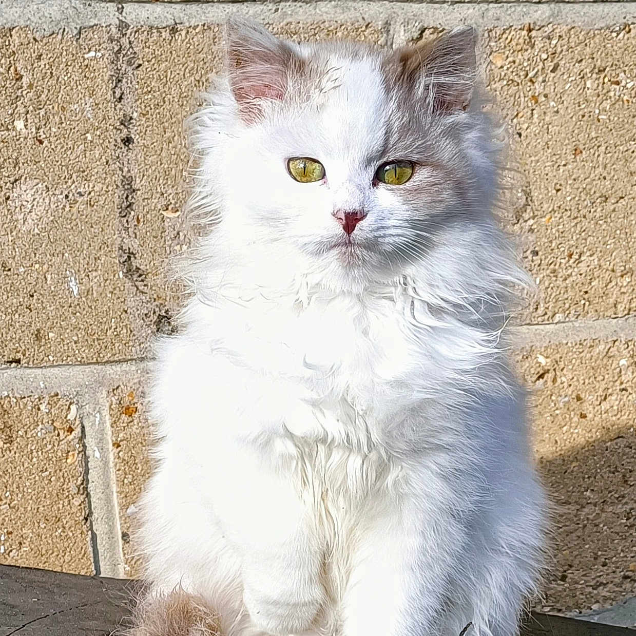 Plume participe au concours pour gagner de l'argent avec cette photo : alert, animal, brick_wall, cat, cute, domestic_animal, feline, fluffy, fur, furry, outdoor, paws, pet, portrait, sitting, sunlight, tail, whiskers, white_cat, yellow_eyes