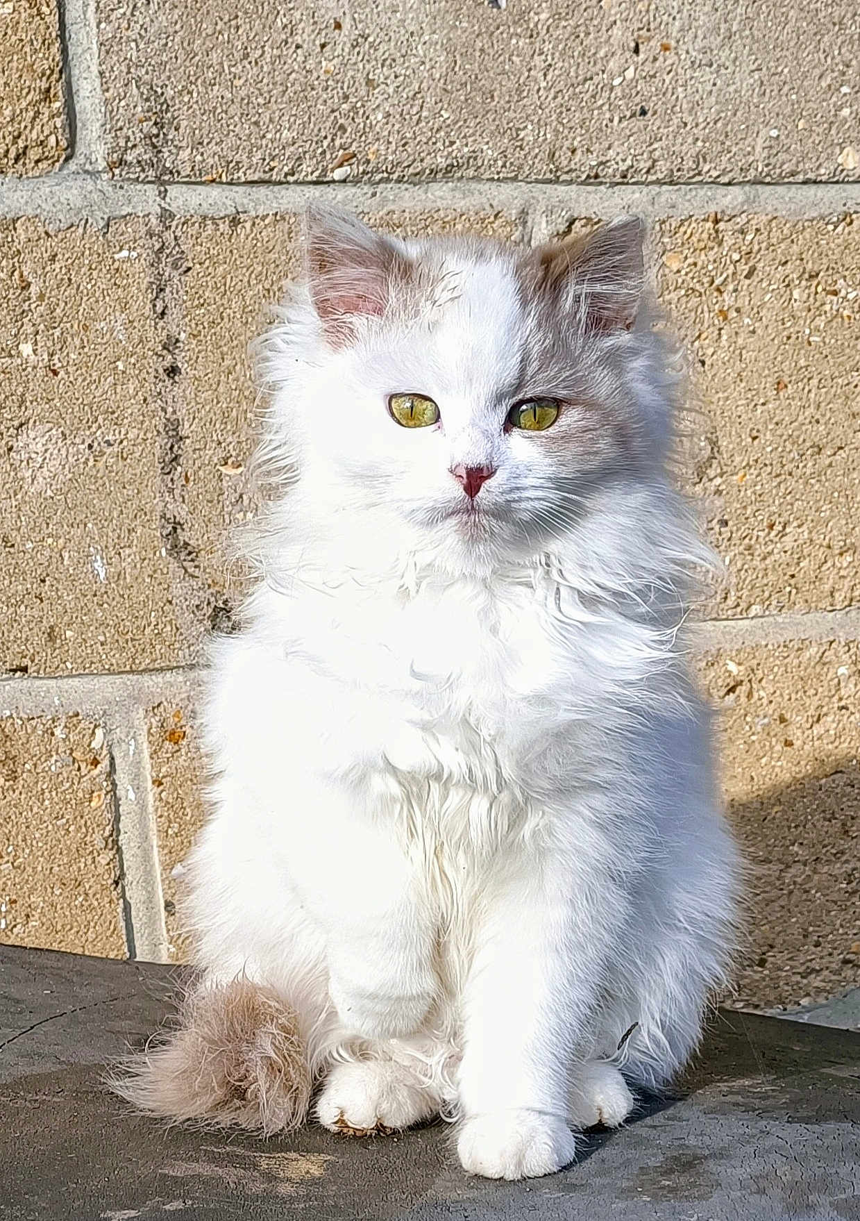 Plume participe au concours pour gagner de l'argent avec cette photo : cat, fluffy, white_cat, yellow_eyes, sitting, outdoor, brick_wall, pet, fur, animal, cute, portrait, sunlight, feline, whiskers, tail, paws, domestic_animal, alert, furry