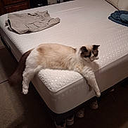 Blue is registered to the contest to win money with this photo: bedroom, brown, carpet, casual, cat, clothing, cozy, edge, feline, fluffy, furniture, home, indoor, laying, mattress, pet, relaxed, shoes, sleepy, white