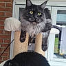 cat, cats, maine_coon, longhaired, black_cat, fluffy, feline, pet, animal, green_eyes, whiskers, ears, scratching_post, cat_tree, indoor, window, brick_wall, portrait, relaxed, fur
