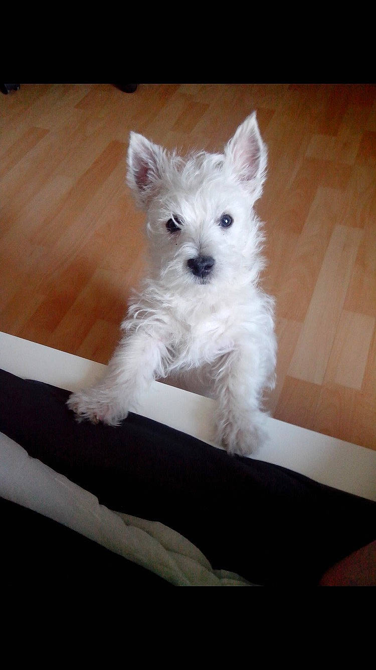 Wall-e a rejoint le concours — aidez-le/la à gagner de superbes lots ! canidae, carnivore, companion_dog, dog, dog_breed, flooring, fur, hardwood, non_sporting_group, paw, rectangle, small_terrier, snout, sporting_group, tail, terrestrial_animal, terrier, toy_dog, wood, working_animal