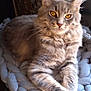 Isis participe au concours pour gagner de l'argent avec cette photo : cat, tabby, fluffy, gray_cat, pet, animal, feline, golden_eyes, whiskers, relaxed, indoor, blanket, knit_blanket, cozy, resting, paw, portrait, cute, fur, ears