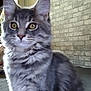 Isis participe au concours pour gagner de l'argent avec cette photo : cat, gray_cat, tabby, indoor, pet, feline, fur, whiskers, ears, eyes, sitting, closeup, domestic_animal, animal, mammal, cute, portrait, furry, house, brick_wall