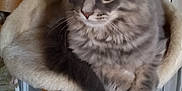 Isis participe au concours pour gagner de l'argent avec cette photo : cat, gray_tabby, fluffy, cat_tree, perch, indoor, feline, pet, animal, curious, ears, whiskers, chair, wood, relaxed, fur, domestic, home, cozy, resting