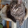 cat, gray_tabby, fluffy, cat_tree, perch, indoor, feline, pet, animal, curious, ears, whiskers, chair, wood, relaxed, fur, domestic, home, cozy, resting