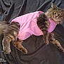 cat, tabby, pink_shirt, fluffy, pet, animal, lying_down, indoor, blanket, gray, fur, whiskers, ears, tail, clothing, relaxed, domestic, keyboard, phone, glowing_eyes