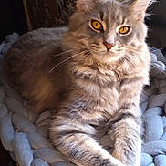 Isis participe au concours pour gagner de l'argent avec cette photo : cat, tabby, fluffy, gray_cat, pet, animal, feline, golden_eyes, whiskers, relaxed, indoor, blanket, knit_blanket, cozy, resting, paw, portrait, cute, fur, ears