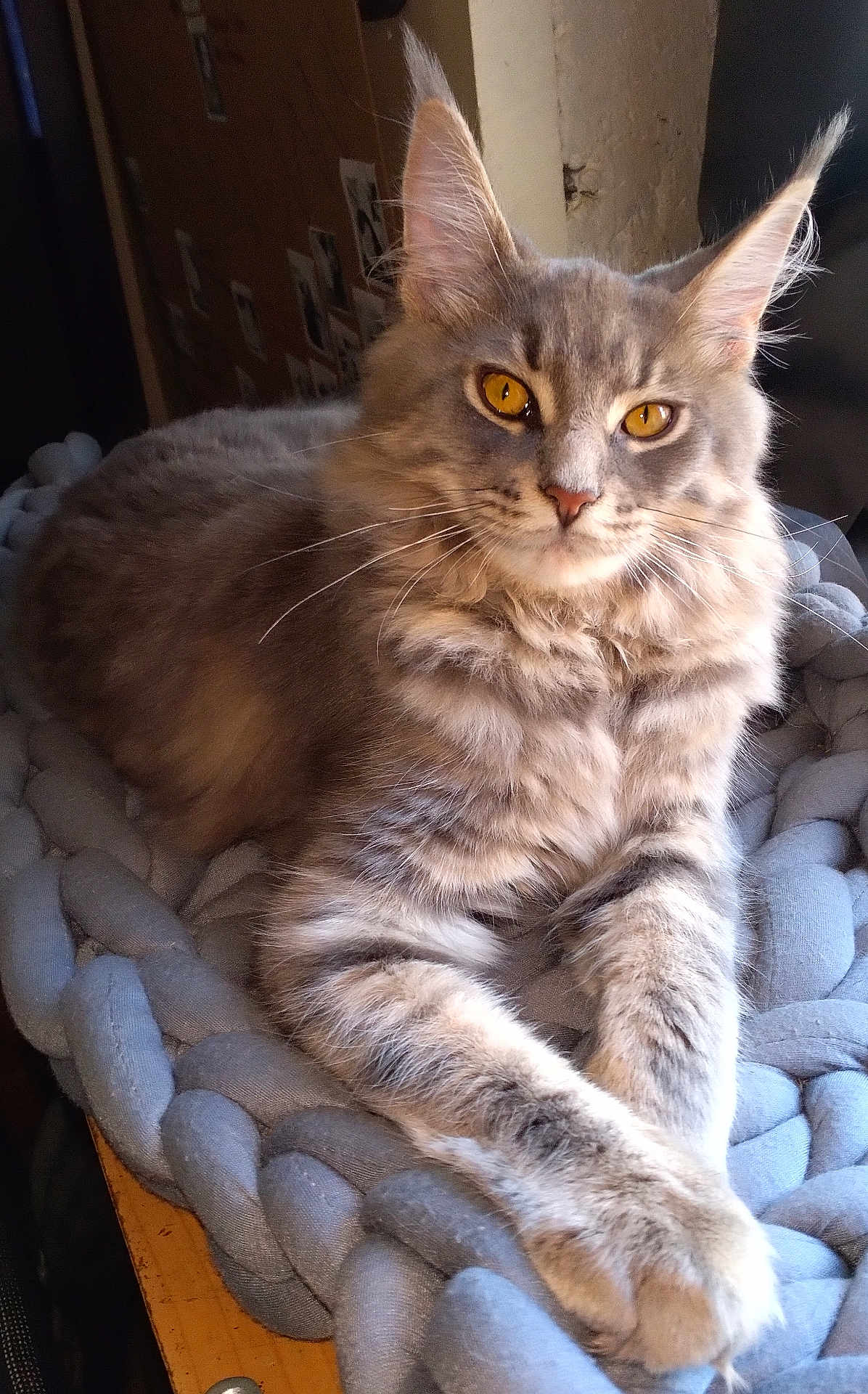 Isis participe au concours pour gagner de l'argent avec cette photo : cat, tabby, fluffy, gray_cat, pet, animal, feline, golden_eyes, whiskers, relaxed, indoor, blanket, knit_blanket, cozy, resting, paw, portrait, cute, fur, ears