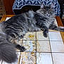 Isis participe au concours pour gagner de l'argent avec cette photo : animal, cat, close_up, cozy, domestic, feline, fluffy, fur, gaze, gray, household, indoor, long_hair, pet, relaxed, resting, sofa, table, tail, tiles