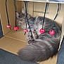 cat, gray_cat, fluffy, cardboard_box, bottle_caps, strings, indoor, pet, relaxed, resting, feline, fur, whiskers, tail, curious, playful, cozy, home, animal, cute