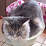 cat, gray_cat, feline, pet, animal, fur, whiskers, ears, bowl, container, yellow_eyes, indoor, tiled_floor, blanket, pink_blanket, white_blanket, cozy, curled_up, close_up, domestic_cat