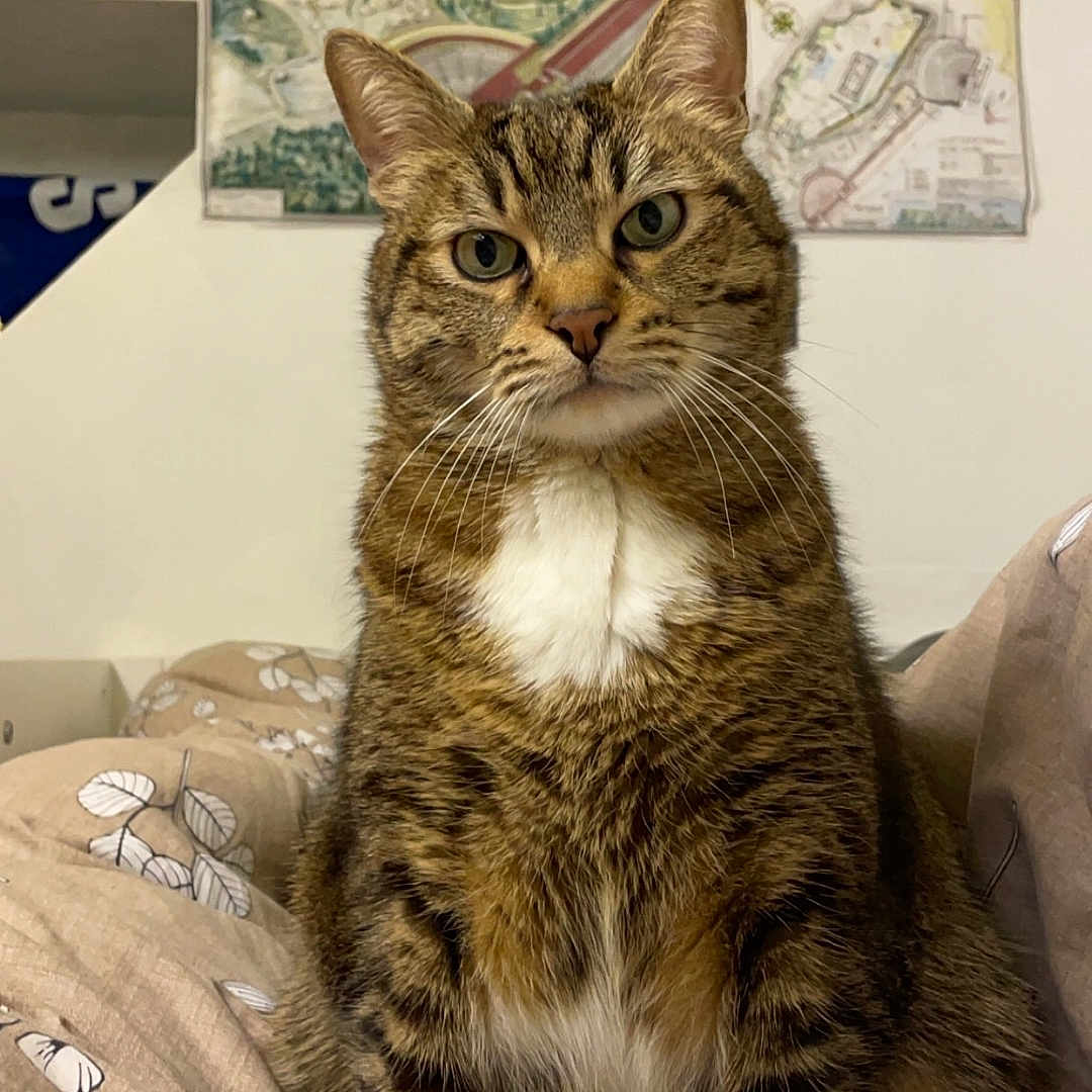 Loki participe au concours pour gagner de l'argent avec cette photo : animal, blanket, brown, cat, cozy, cute, domestic_cat, ears, feline, floral_pattern, fur, indoor, looking_at_camera, map, pet, portrait, relaxed, tabby, wall_art, whiskers