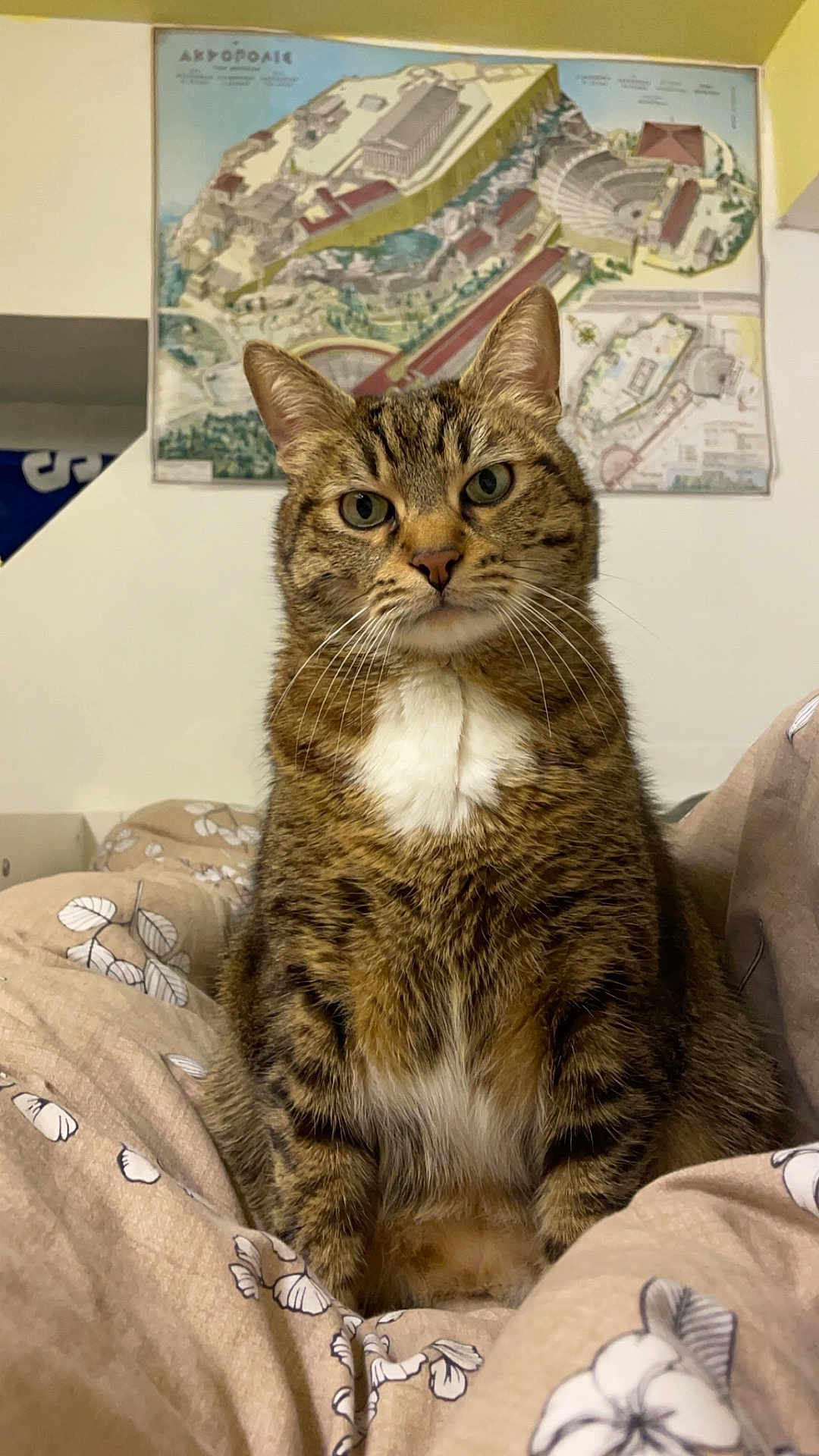 Loki participe au concours pour gagner de l'argent avec cette photo : cat, tabby, pet, indoor, blanket, floral_pattern, animal, feline, portrait, cute, whiskers, ears, fur, looking_at_camera, domestic_cat, map, wall_art, relaxed, cozy, brown