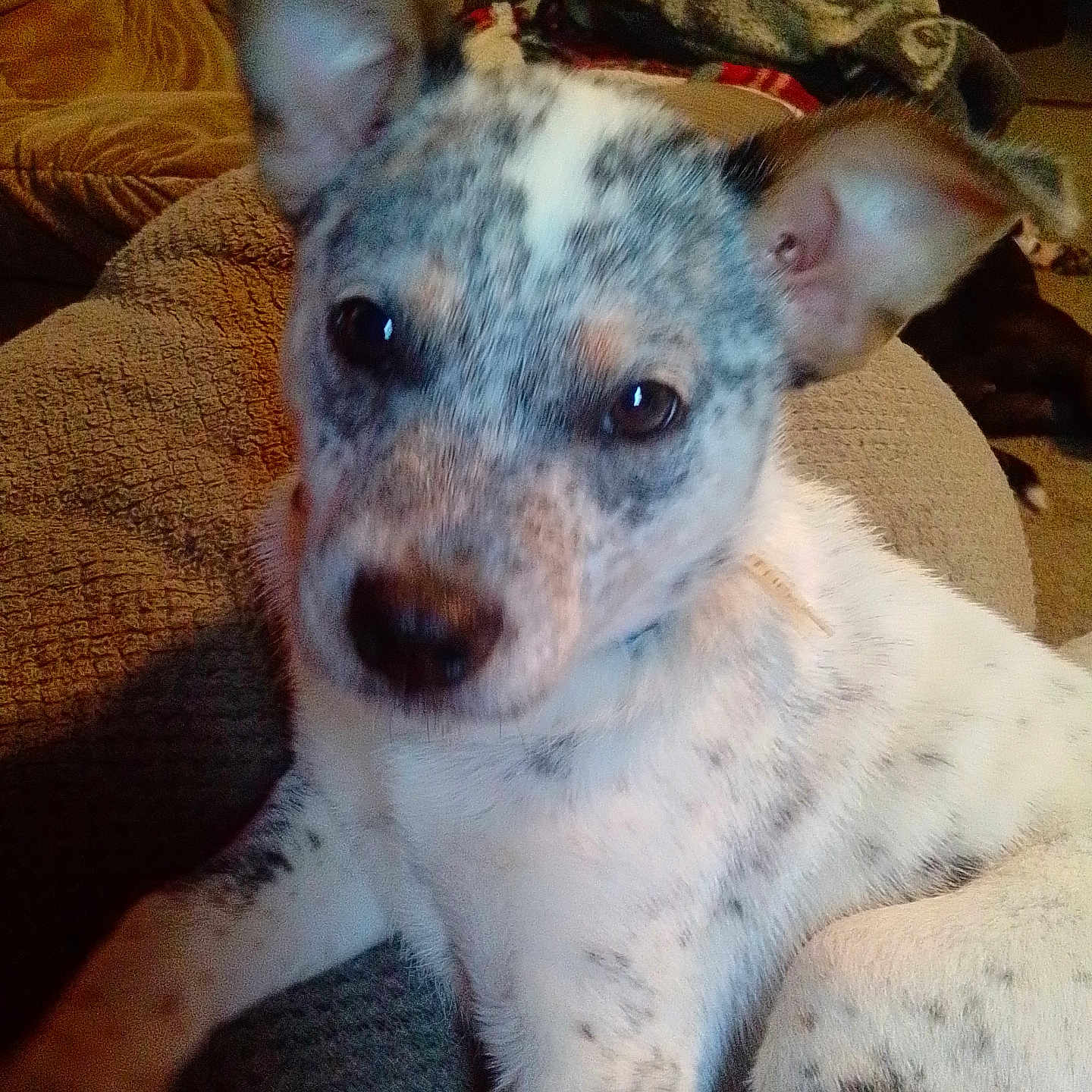 Pepper Jack Cheese joined the competition — help win amazing prizes! animal, ball, bulldog, canine, chair, chihuahua, couch, cushion, dalmatian, dog, frenchbulldog, furniture, homedecor, hound, pet, pig, puppy, sport, tennis, tennisball