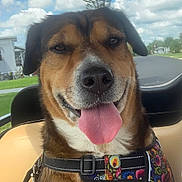 Penny joined the competition — help win amazing prizes! animal, brown_fur, canine, close_up, clouds, dog, grass, happy, harness, leash, nature, outdoor, pet, seat, sky, smiling, sunny, tongue_out, tree, white_chest