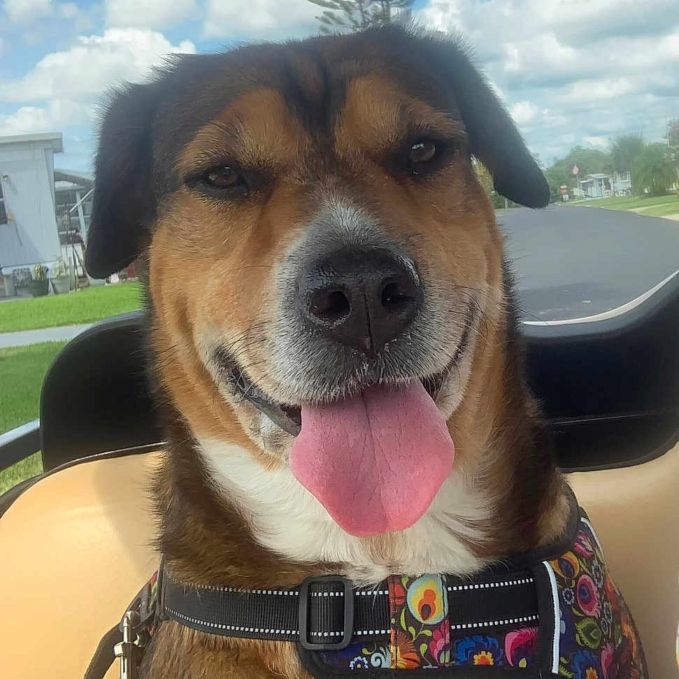 Penny joined the competition — help win amazing prizes! animal, brown_fur, canine, close_up, clouds, dog, grass, happy, harness, leash, nature, outdoor, pet, seat, sky, smiling, sunny, tongue_out, tree, white_chest