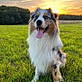 Shance a rejoint le concours — aidez-le/la à gagner de superbes lots ! dog, australian_shepherd, grass, field, sunset, sky, clouds, happy, tongue_out, fluffy, outdoor, nature, animal, pet, canine, fur, green_grass, sunlight, landscape, smiling