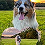 dog, australian_shepherd, grass, field, sunset, tongue_out, happy, outdoor, nature, animal, pet, heart_shape, greenery, trees, sky, clouds, portrait, walking, canine, fur