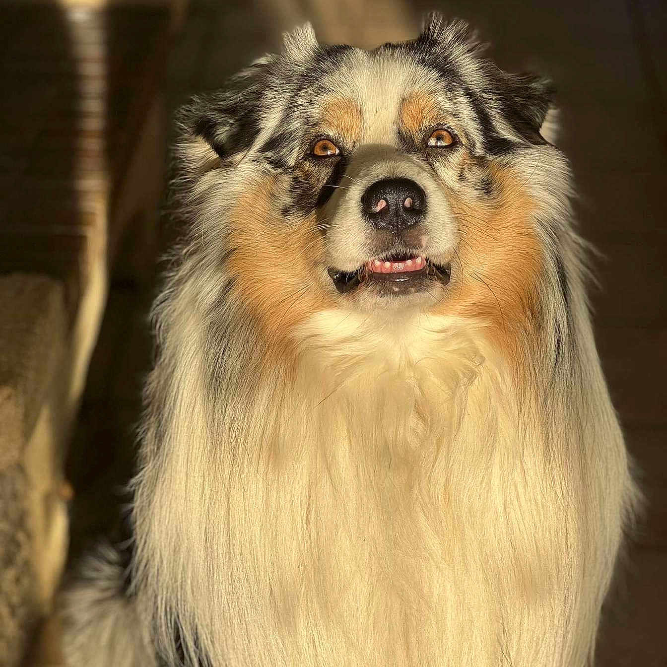 Shance participe au concours pour gagner de l'argent avec cette photo : animal, australian_shepherd, brown_eyes, canine, cute, dog, face, fluffy, friendly, fur, furry, indoors, long_hair, looking_at_camera, muzzle, nose, pet, portrait, sitting, sunlight