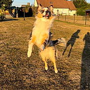 Shance participe au concours pour gagner de l'argent avec cette photo : dog, jumping, outdoor, yard, grass, sunlight, shadow, house, pet, playful, fluffy, animal, daytime, fence, ears, tail, running, fun, nature, active