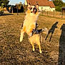 dog, jumping, outdoor, yard, grass, sunlight, shadow, house, pet, playful, fluffy, animal, daytime, fence, ears, tail, running, fun, nature, active