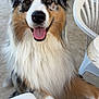 Shance participe au concours pour gagner de l'argent avec cette photo : dog, australian_shepherd, outdoor, happy, smiling, tongue_out, fur, pet, animal, paw, white_chair, plastic_chair, plant, potted_plant, person, leg, close_up, friendly, companion, canine