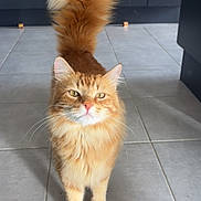 Speculoos participe au concours pour gagner de l'argent avec cette photo : animal, cat, curious, cute, domestic_cat, ears, feline, fluffy_tail, fur, household, indoor, kitchen, looking_up, mammal, orange_cat, pet, portrait, standing, tile_floor, whiskers