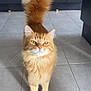 animal, cat, curious, cute, domestic_cat, ears, feline, fluffy_tail, fur, household, indoor, kitchen, looking_up, mammal, orange_cat, pet, portrait, standing, tile_floor, whiskers