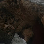 Emy a rejoint le concours — aidez-le/la à gagner de superbes lots ! animal, bed, blanket, cat, closeup, cozy, cute, domestic, feline, fur, indoor, paws, pet, quiet, relaxing, resting, sleeping, soft, tabby, whiskers