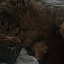 animal, bed, blanket, cat, closeup, cozy, cute, domestic, feline, fur, indoor, paws, pet, quiet, relaxing, resting, sleeping, soft, tabby, whiskers