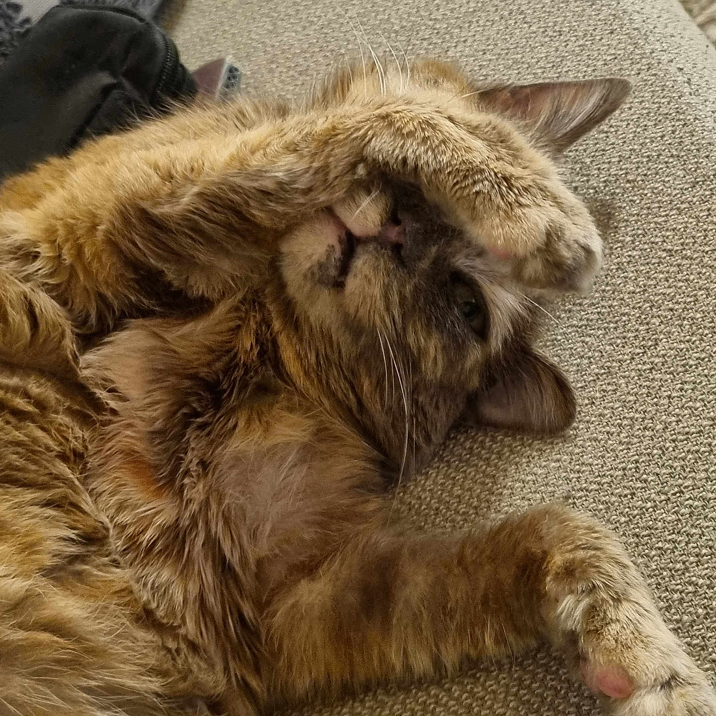 Princesse participe au concours pour gagner de l'argent avec cette photo : animal, cat, closeup, couch, cozy, cute, feline, fur, home, indoor, paw, pet, pink_paw_pads, playful, relaxing, resting, sleepy, tabby, texture, whiskers