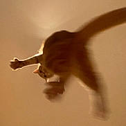 Auguste a rejoint le concours — aidez-le/la à gagner de superbes lots ! abyssinian, animal, architecture, bodypart, building, cat, door, face, finger, head, indoors, interiordesign, kitten, lighting, person, pet, photography, portrait, wall, wood