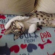 Nutella a rejoint le concours — aidez-le/la à gagner de superbes lots !