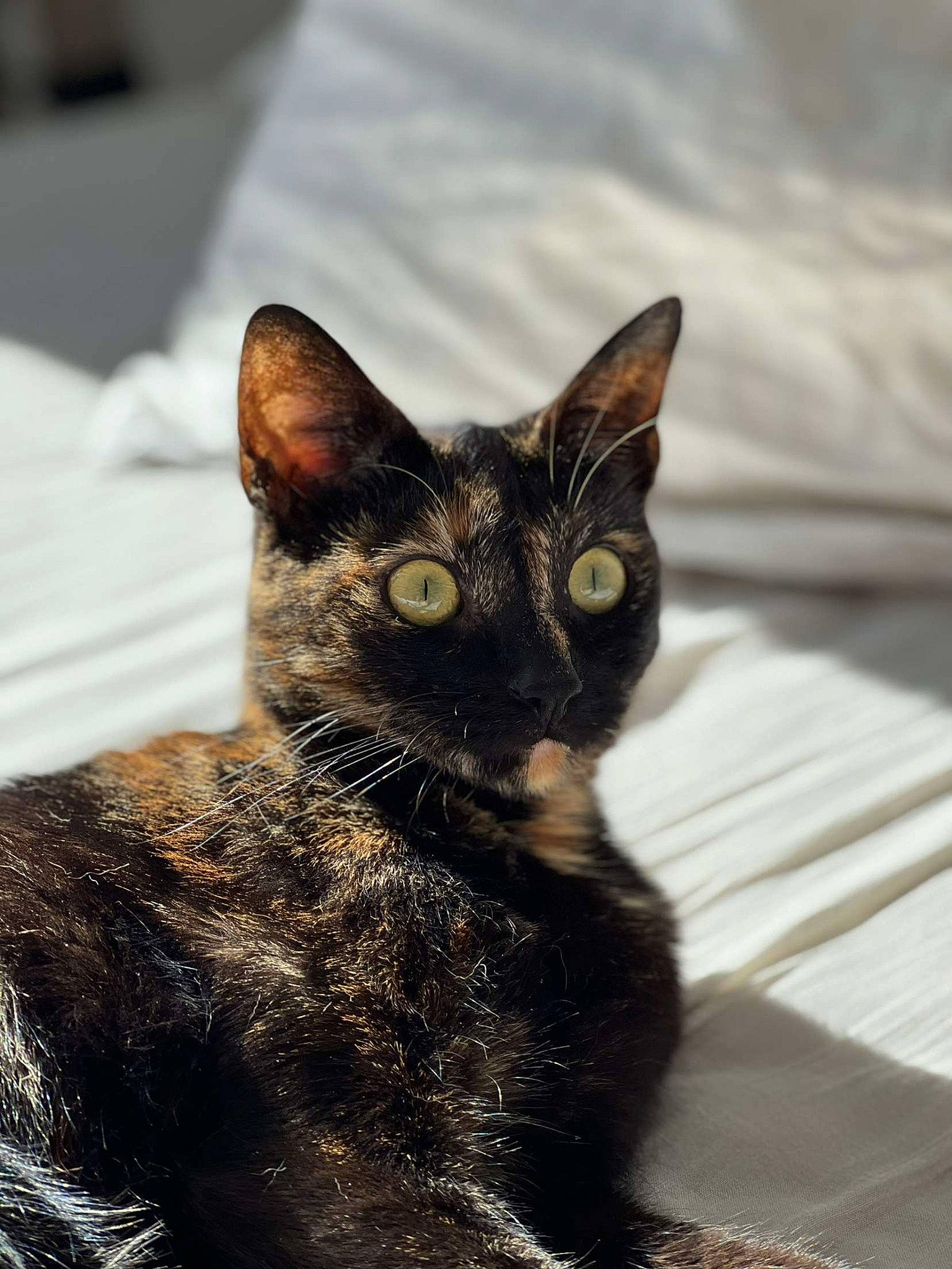 Freya a rejoint le concours — aidez-le/la à gagner de superbes lots ! carnivore, cat, domestic_short_haired_cat, felidae, fur, small_to_medium_sized_cats, snout, terrestrial_animal, whiskers