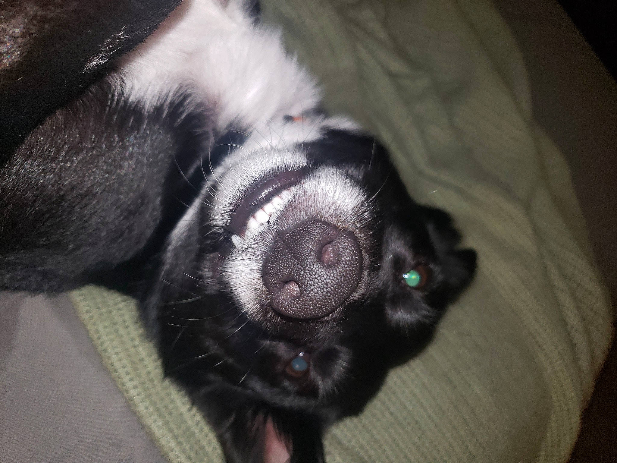 Shady is registered to the contest to win money with this photo: borador, canidae, carnivore, companion_dog, dog, dog_breed, fawn, fur, grey, liver, non_sporting_group, paw, snout, sporting_group, terrestrial_animal, whiskers, working_animal