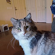 Rain joined the competition — help win amazing prizes! cat, indoor, fluffy, green_eyes, curious, pet, domestic_animal, feline, whiskers, fur, closeup, house, door, key_holder, floor, wall, calm, animal, portrait, home