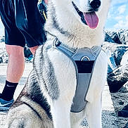 Ulky participe au concours pour gagner de l'argent avec cette photo : dog, siberian_husky, blue_eyes, harness, sitting, outdoor, person, tattoo, shorts, socks, shoes, rock, sunny, sky, cloud, pavement, pet, animal, happy, tongue_out