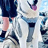 dog, siberian_husky, blue_eyes, harness, sitting, outdoor, person, tattoo, shorts, socks, shoes, rock, sunny, sky, cloud, pavement, pet, animal, happy, tongue_out