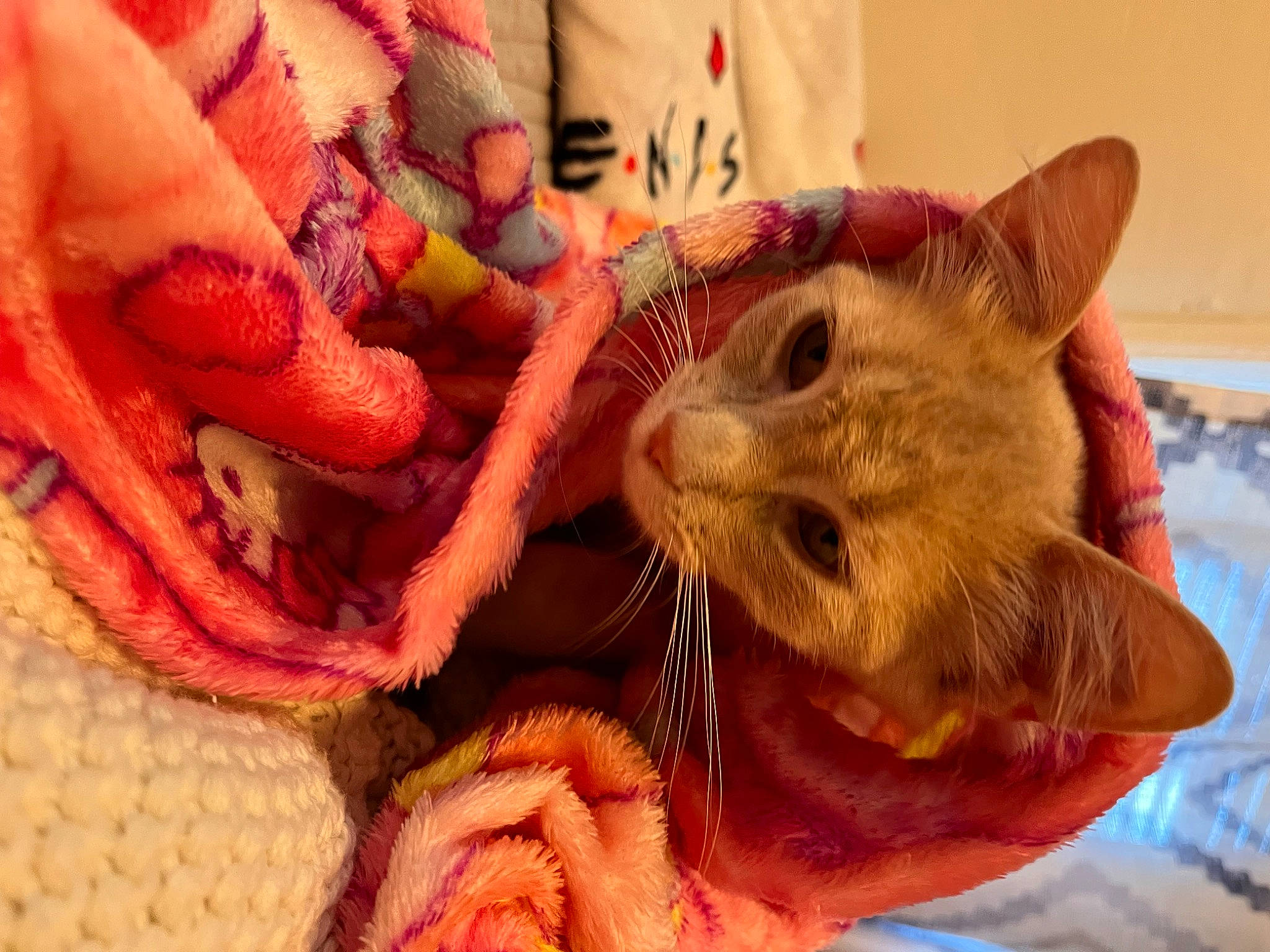 Tinker joined the competition — help win amazing prizes! carnivore, cat, child, claw, domestic_short_haired_cat, ear, eyelash, fashion_accessory, fawn, felidae, foot, fur, nail, paw, peach, plant, small_to_medium_sized_cats, snout, thread, whiskers