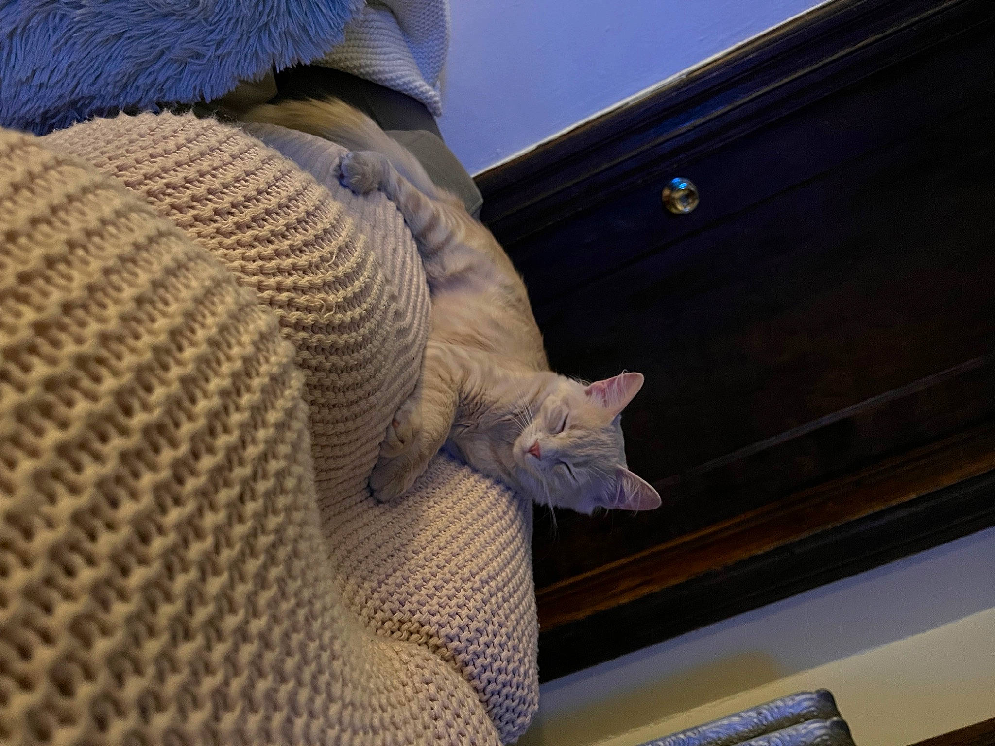 Tinker is registered to the contest to win money with this photo: cat, ceiling, comfort, felidae, fur, landscape, linens, pattern, roof, shawl, sky, sleeve, wood, wool, woolen, woven_fabric
